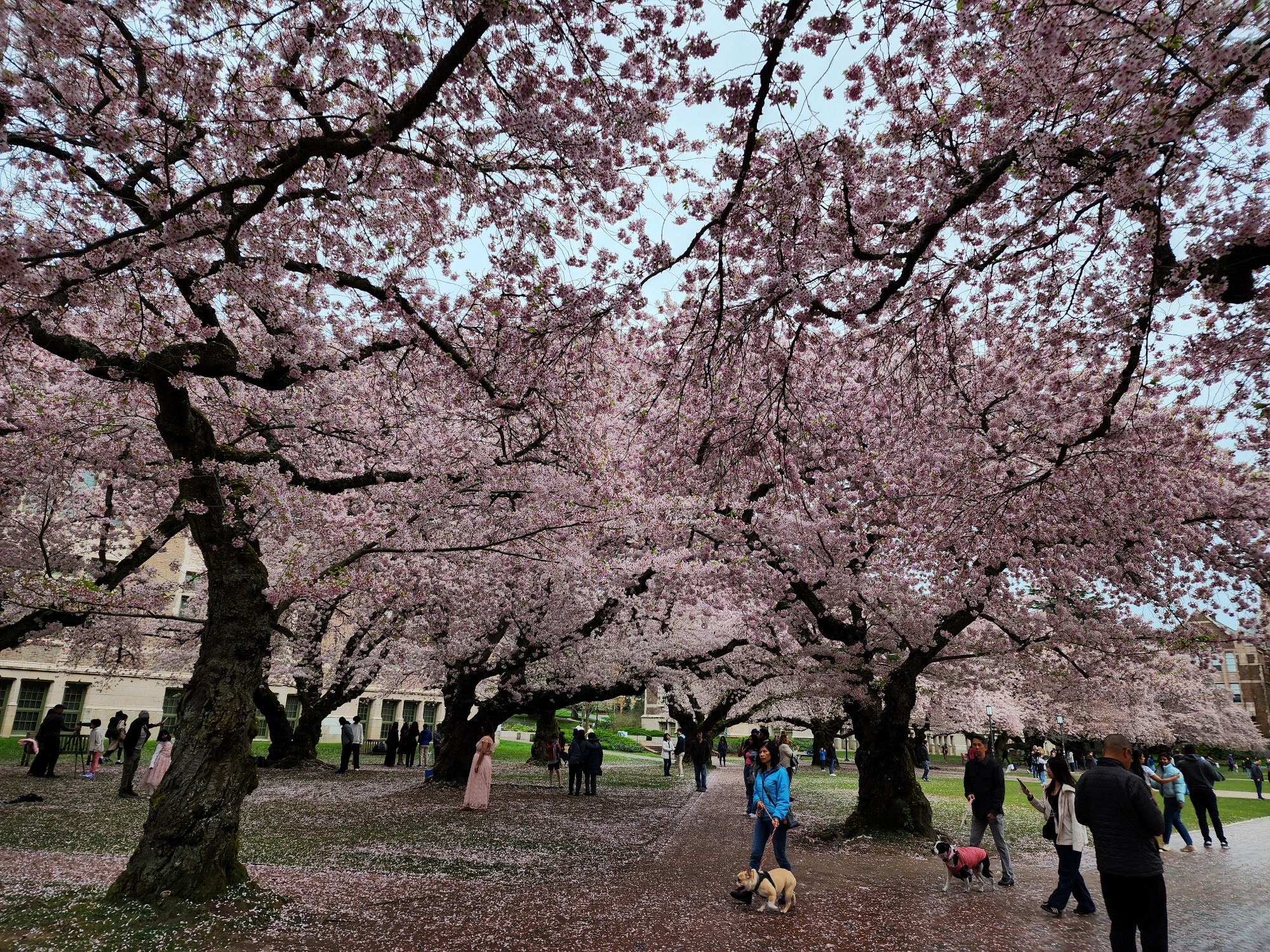 Cherry blossoms on the UW Quad