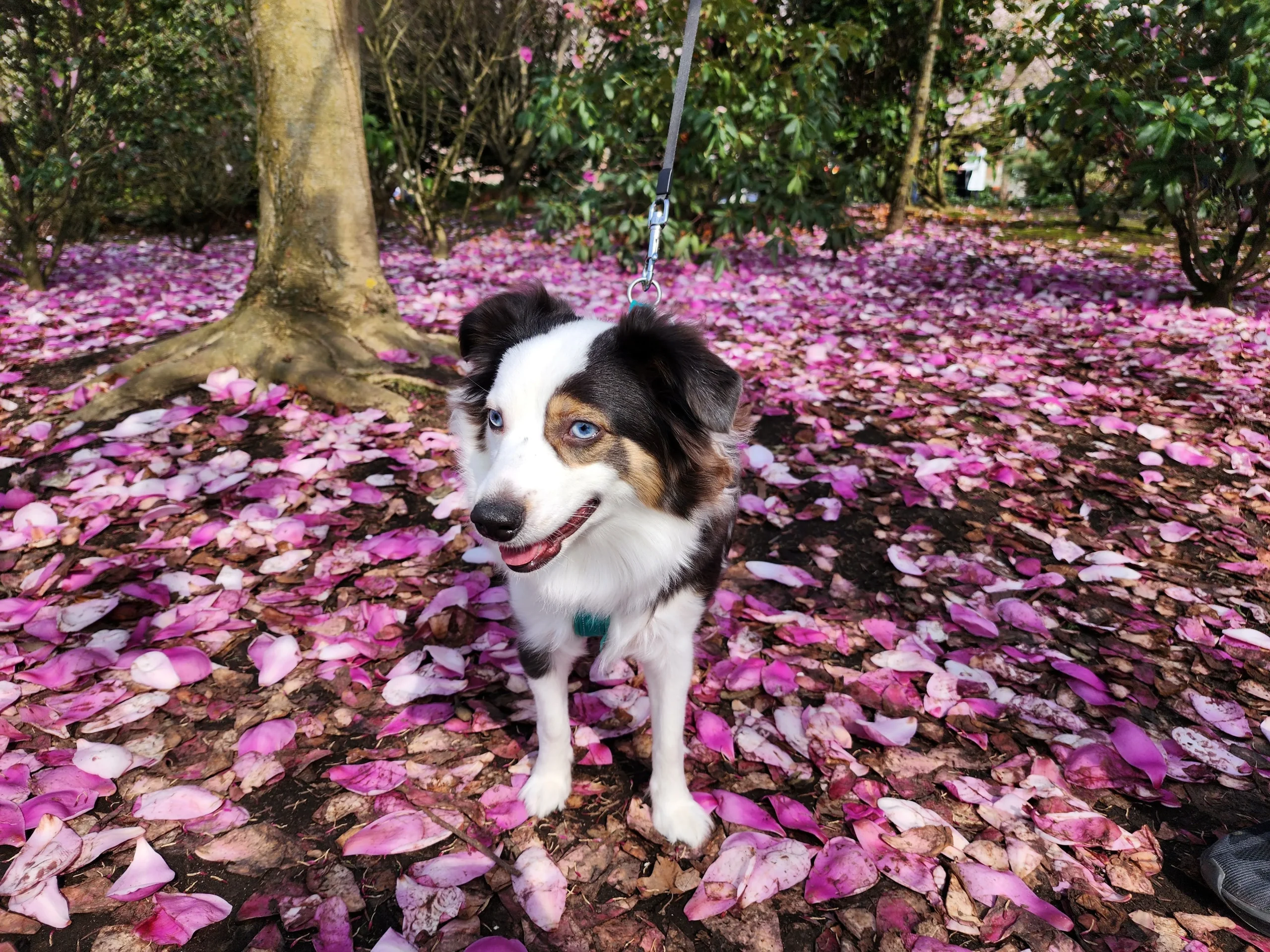 Cherry blossoms in Bellevue