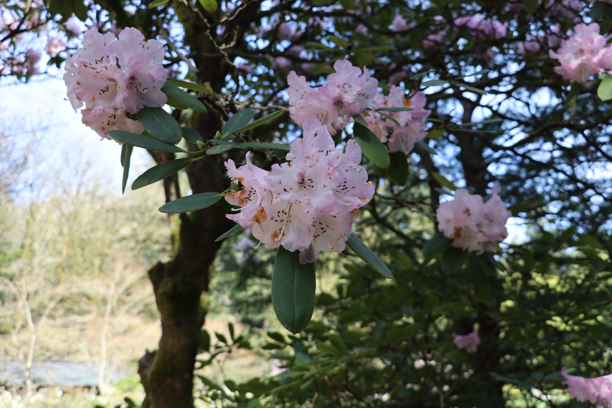 Cherry blossoms in bloom