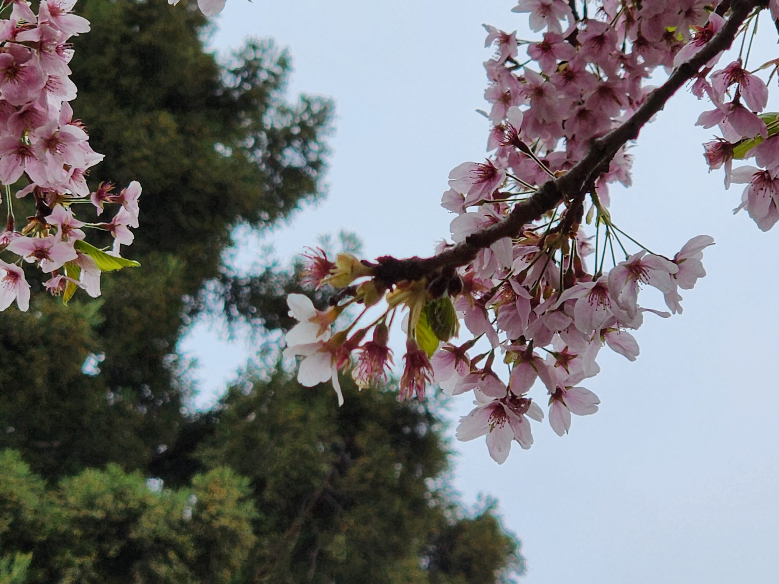 Cherry blossom branch