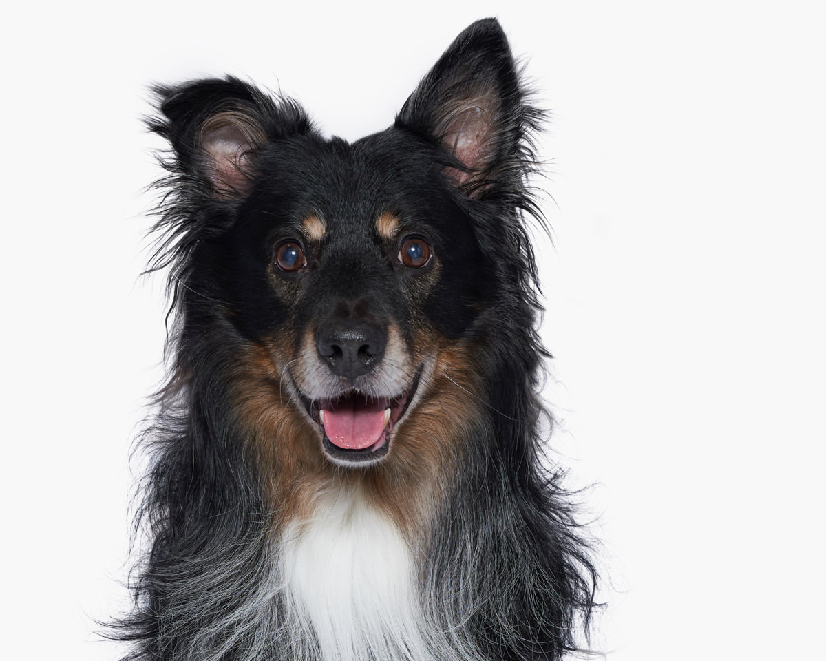 Duke, CCO